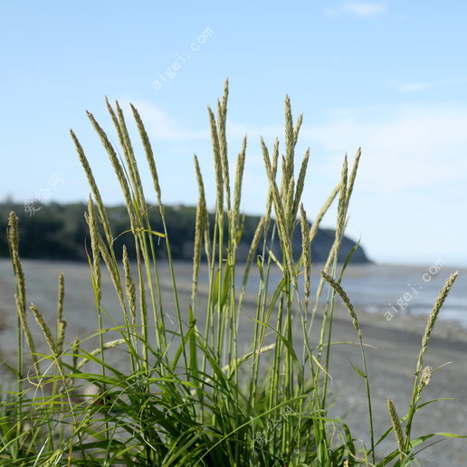 海滩草平方格式_5div2534(beach_grass_sq_format_5div2534)