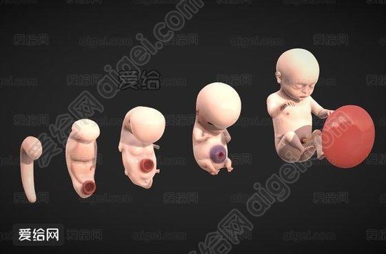 胎儿发育阶段人类胚胎(Fetal Development Stages Human Embryonic)_blend|gltf - 3d模型 ...