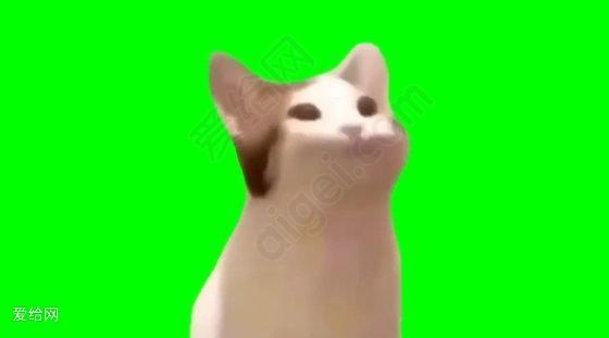 猫meme - 閉嘴bobo嘴猫咪(绿幕素材)_图片 - 图库 - 爱给网