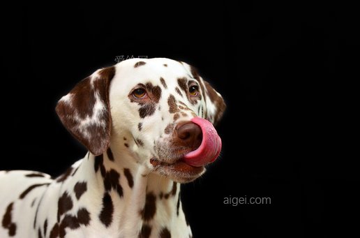 黑底斑點狗畫像(portrait of dalmatian dog on black background)