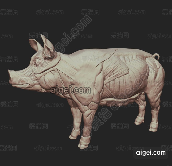 猪解剖学(Pig Anatomy)_blend|fbx|gltf - 3d模型_免费下载 - 爱给网