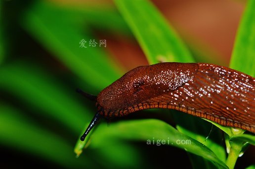 蝸牛蛞蝓園害蟲自然(snail-slug-garden-pest-nature)