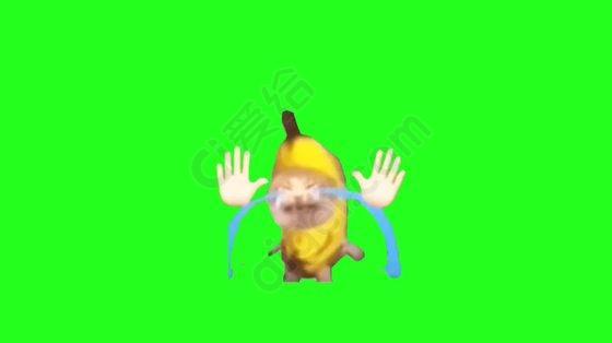 猫meme - 边跳边哭香蕉猫(绿幕素材)_mp4 - MG动画元素 动态扁平|转场特效 免费下载 - 爱给网