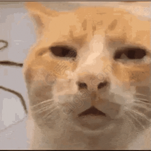 猫meme-啥？_图片_gif - GIF动图 免费下载 - 爱给网