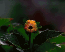 植物 GIF动图 免费下载 - 爱给网