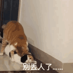丢人 GIF动图 免费下载 - 爱给网